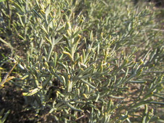 Heterolepis peduncularis