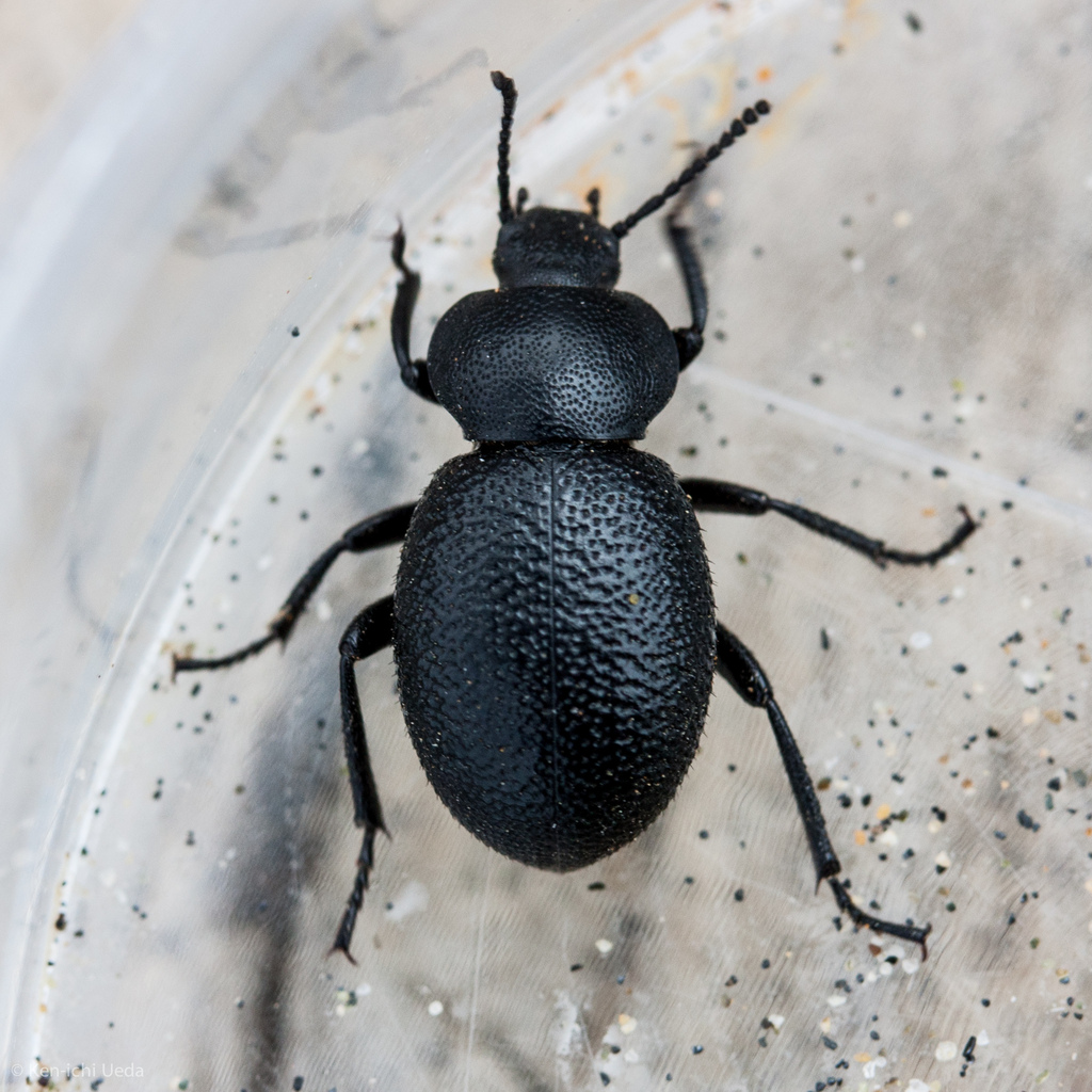 Eleodes scabrosa