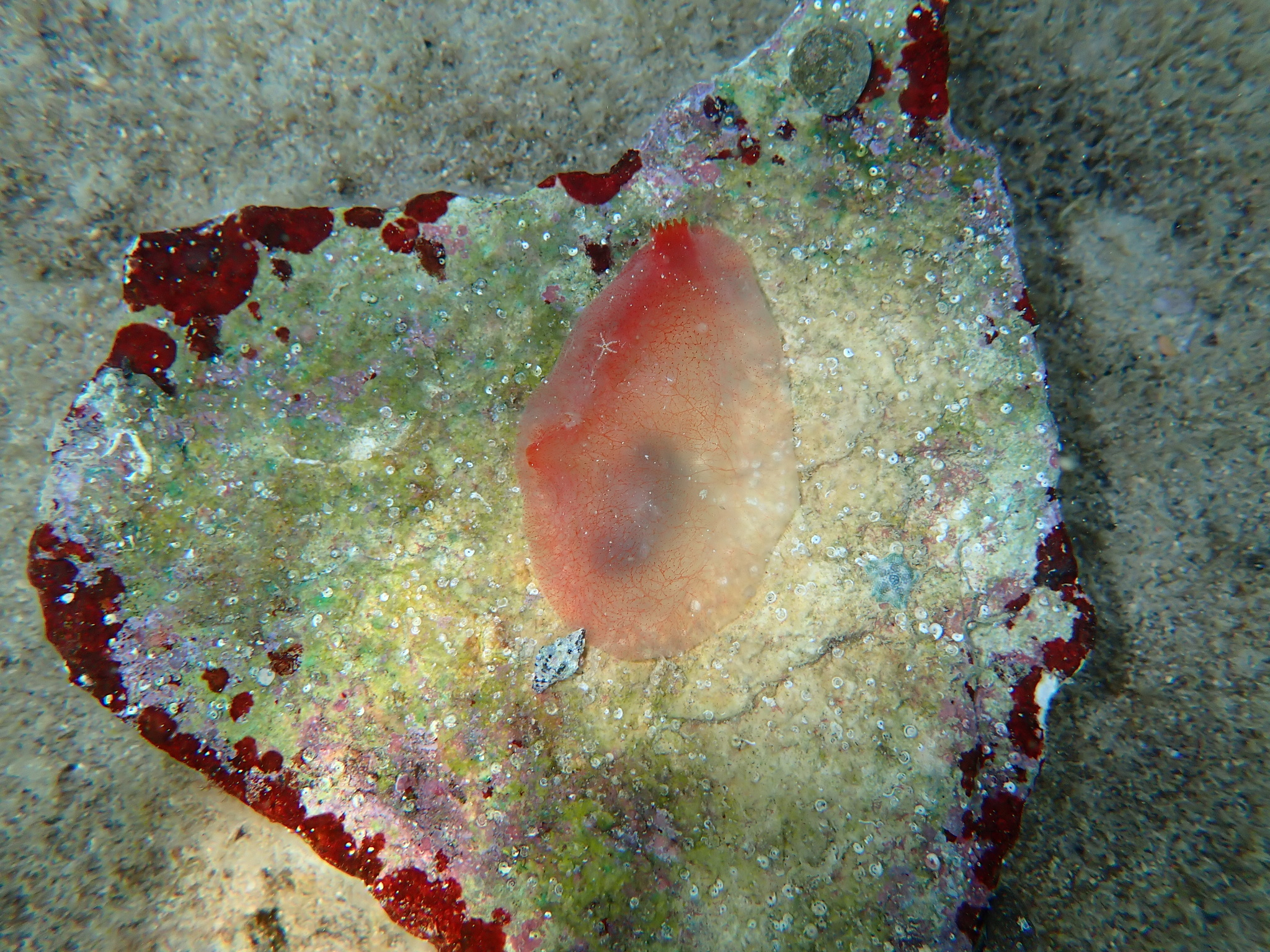 Ascidia mentula Müller, 1776