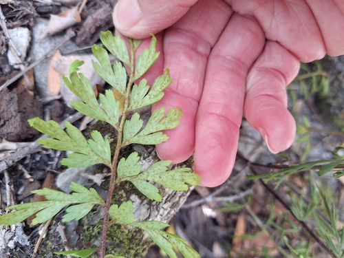 Image of Asplenium aethiopicum by (c) Adele SL, some rights reserved (CC BY)