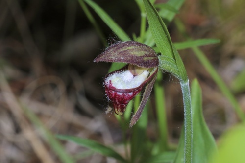 Ram's head lady's slipper (Cypripedium arietinum)