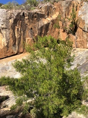 Dodonaea viscosa angustifolia