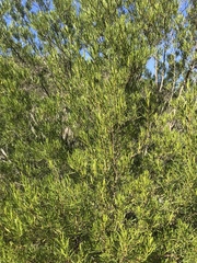 Dodonaea viscosa angustifolia