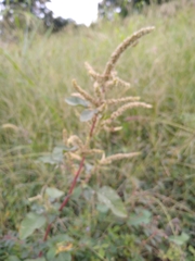 Amaranthus dubius