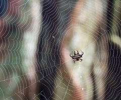 Gasteracantha curvispina