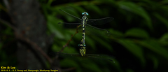 Lamelligomphus ringens