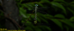 Lamelligomphus ringens
