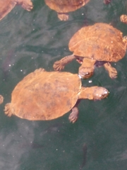 Phrynops geoffroanus