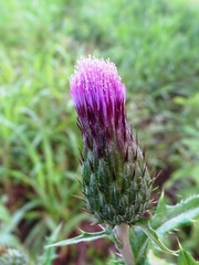 Cirsium mexicanum