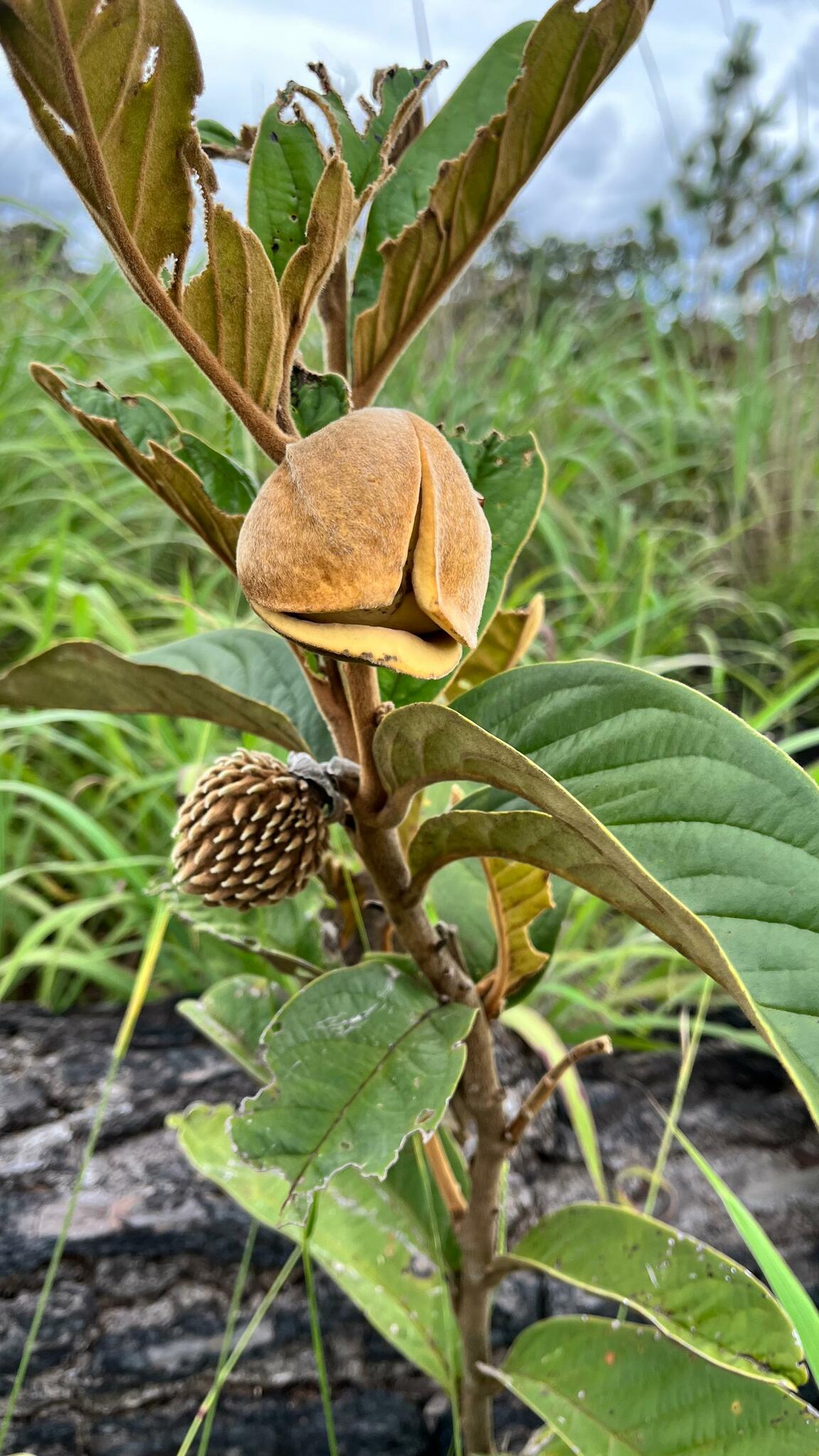 Annona monticola