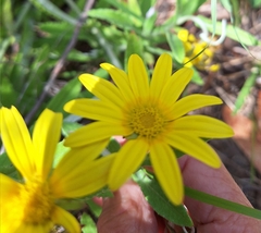Arctotis scabra, photograph Adele SL, CC BY, iNaturalist via GBIF
