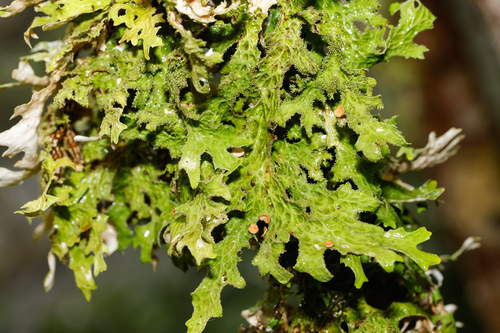 Lobaria macaronesica