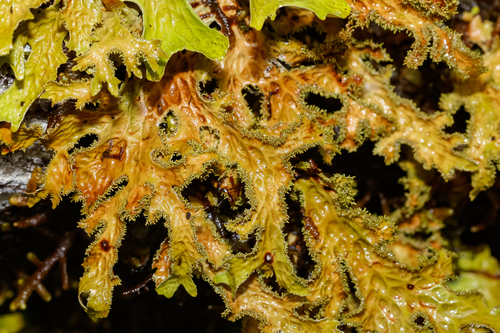 Lobaria macaronesica