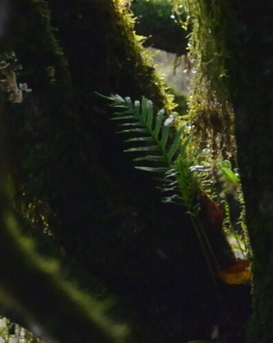 sladičovité (Polypodiaceae)