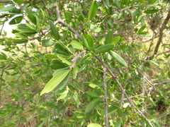 Forestiera phillyreoides