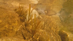 Potamogeton × sparganiifolius