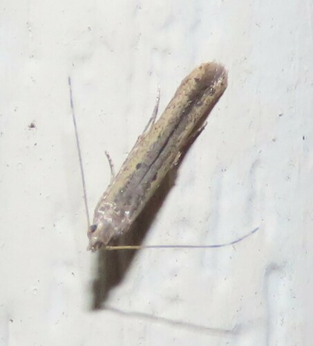 American Sunflower Moth photo 4