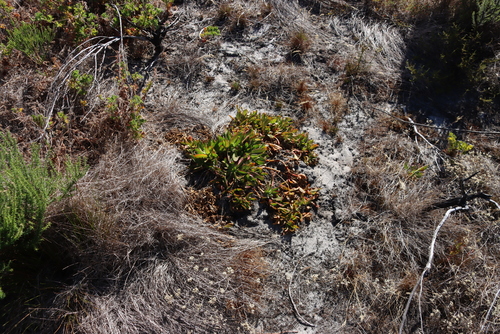 Image of Flat Leaffig (Skiatophytum tripolium) by (c) Tony Rebelo, some rights reserved (CC BY-SA)