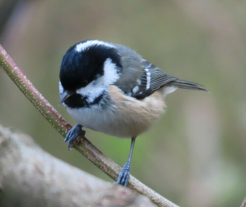 Carbonero garrapinos (Periparus ater)
