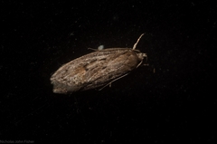 Acantholena siccella