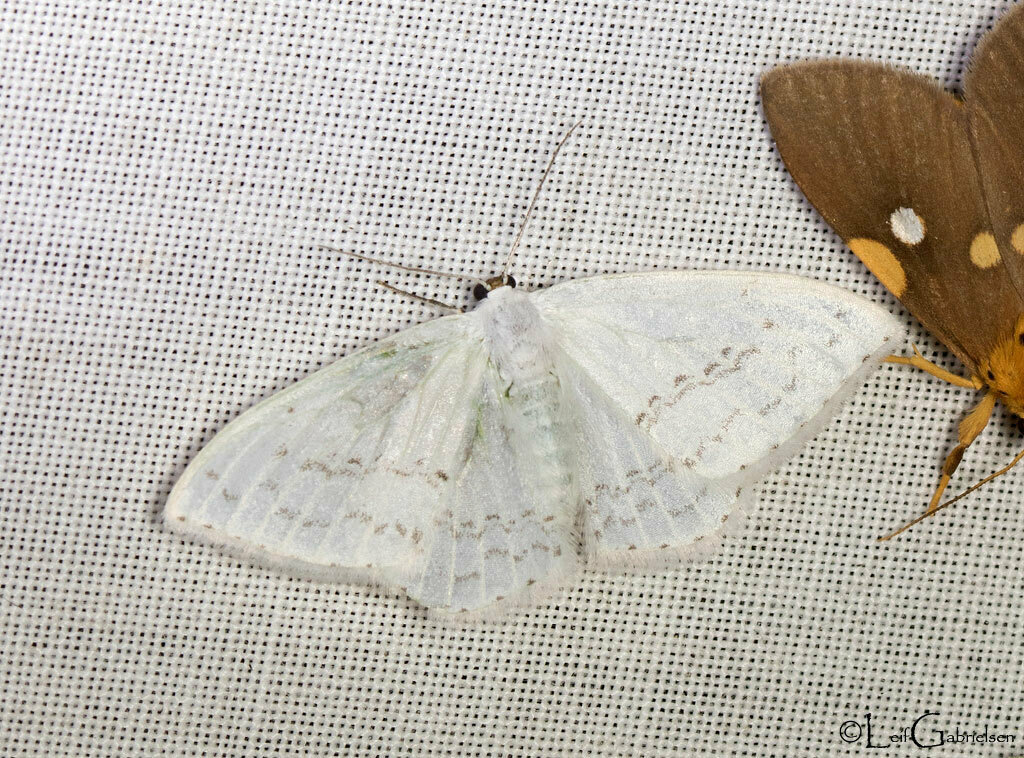 Teldenia apoe