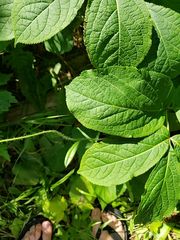 Pilosella aurantiaca