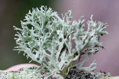 Ramalina canariensis
