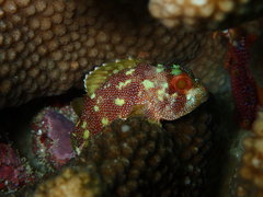 Sebastapistes cyanostigma