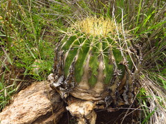 Ferocactus histrix