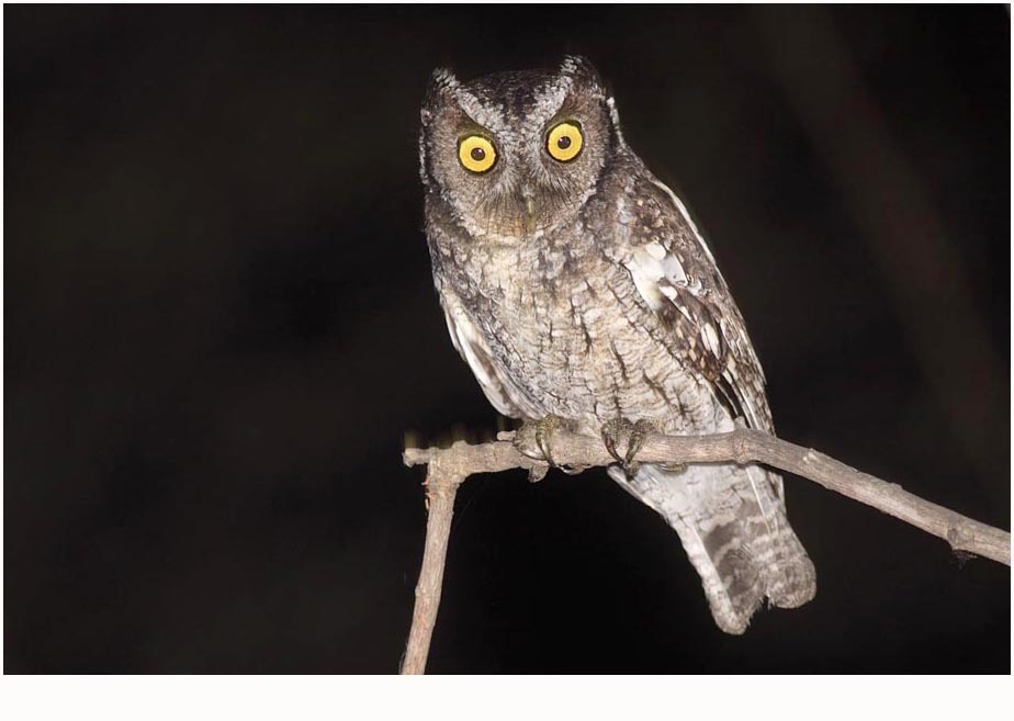 Peruvian Screech-Owl (Megascops roboratus) photo