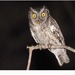 Peruvian Screech-Owl - Photo (c) Christian Artuso, some rights reserved (CC BY-NC-ND), uploaded by Christian Artuso