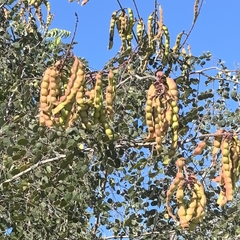 Tara cacalaco, photograph Sinaloa Silvestre, CC0, iNaturalist via GBIF