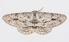 Stenoporpia pulmonaria