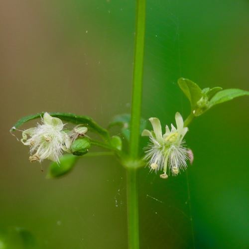 Culantrillo (Scoparia dulcis)
