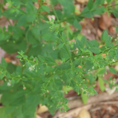 Culantrillo (Scoparia dulcis)
