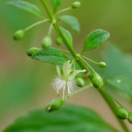 Licorice Weed (Scoparia dulcis)