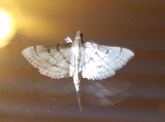 Marasmia trapezalis