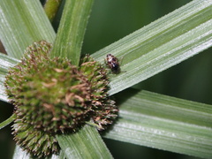 Diniella