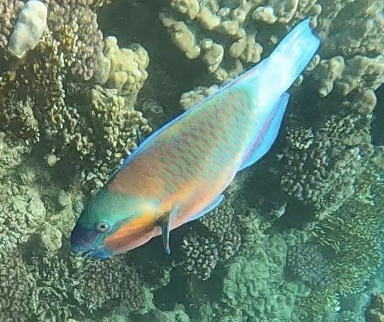 bullethead parrotfish