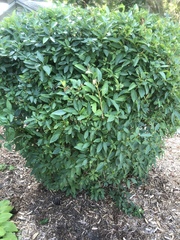 Forsythia × intermedia