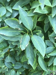 Forsythia × intermedia