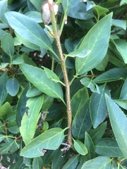 Forsythia × intermedia