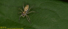 Salticidae