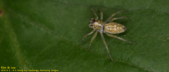 Salticidae