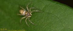 Salticidae