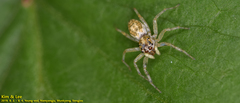 Salticidae