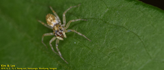 Salticidae