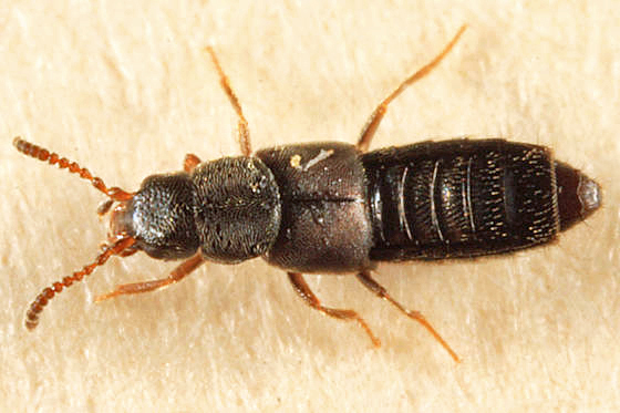 Halobrecta