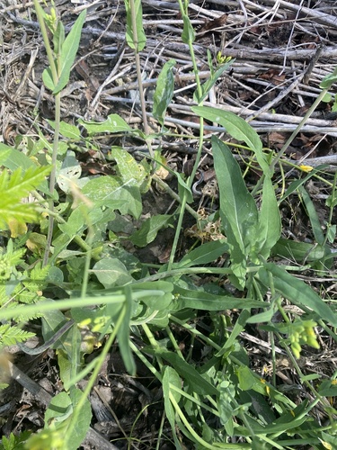 iNaturalist observation photo of field mustard