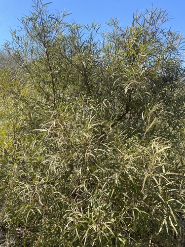 iNaturalist observation photo of african sumac